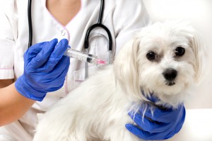 Bordetella Vaccination