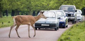 Animal Vehicle Collision bolt Insurance