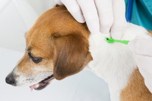 Lyme Disease and Your Pet