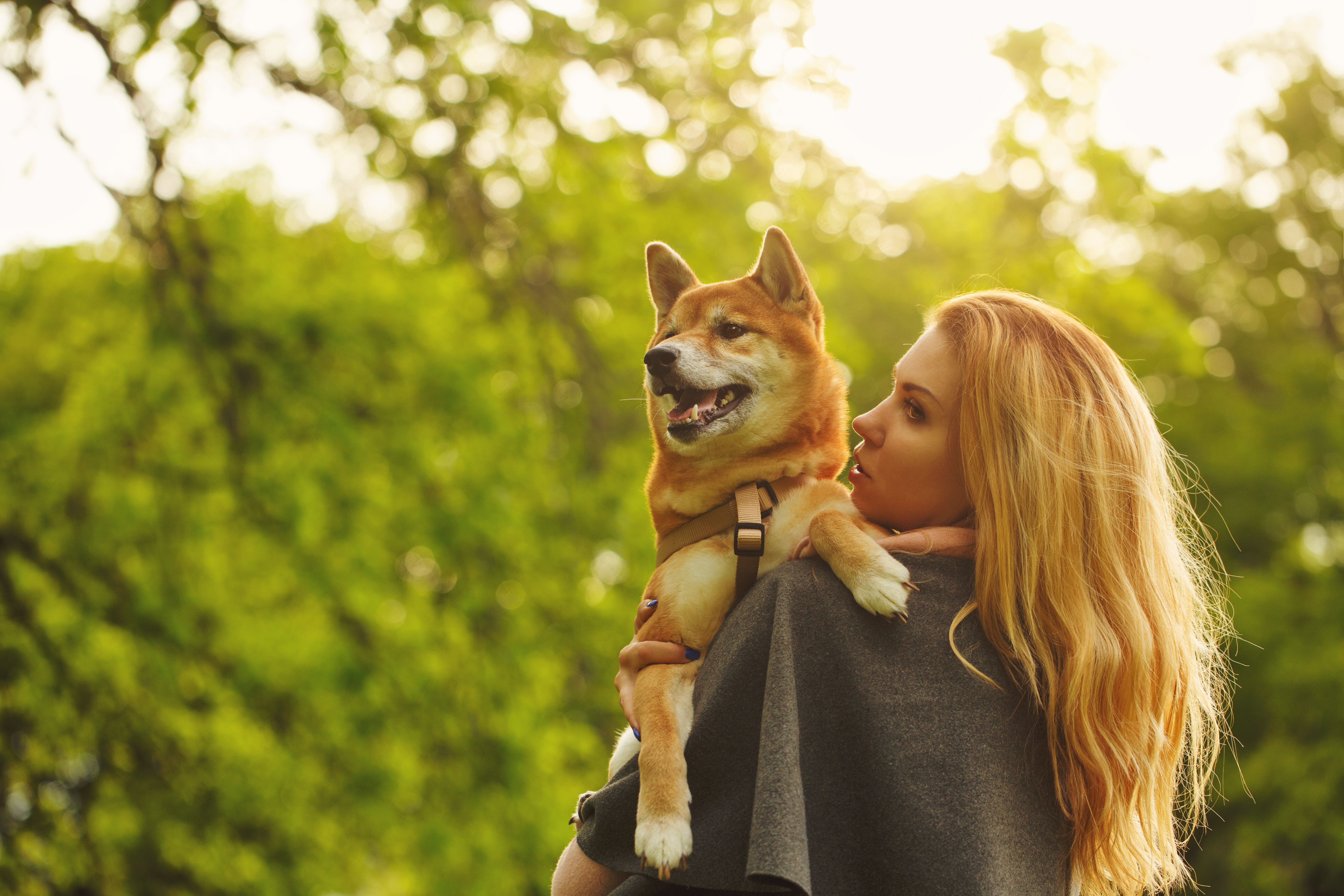 Summer Dog Safety