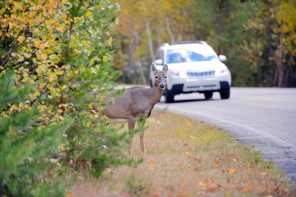Vehicle Deer Collision
