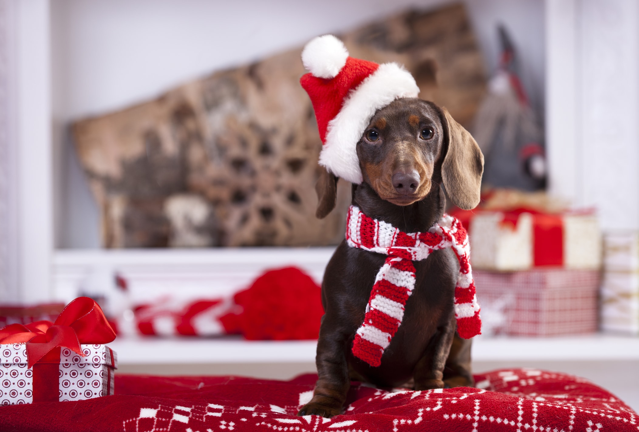 holiday pet dangers BOLT